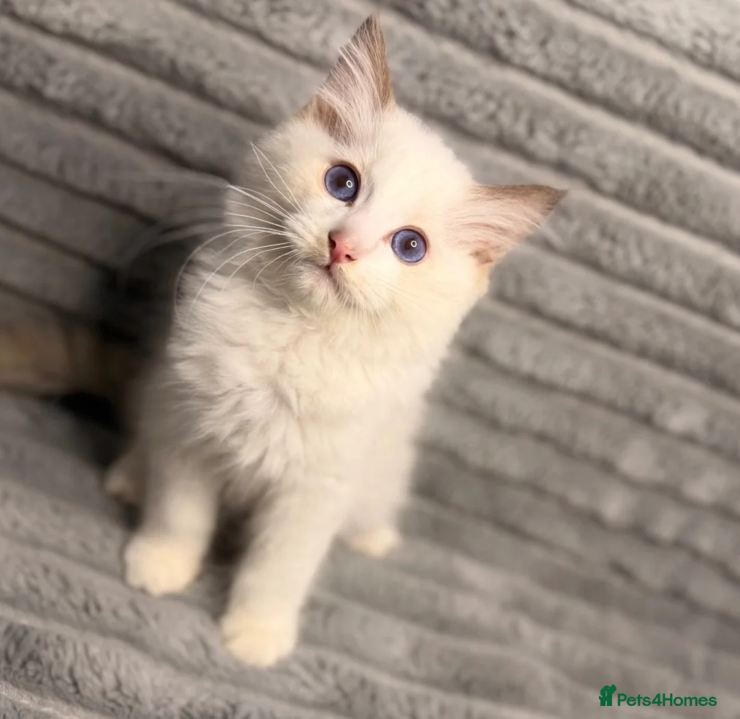 Ragdoll cats for sale: 💎 ROME: PEDIGREE BICOLOUR MITTED RAGDOLL  🩵 - Advert 1