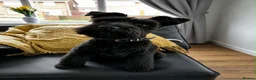 Miniature Schnauzer dogs for sale: Black Mini Schnauzer Litter  - Advert 14