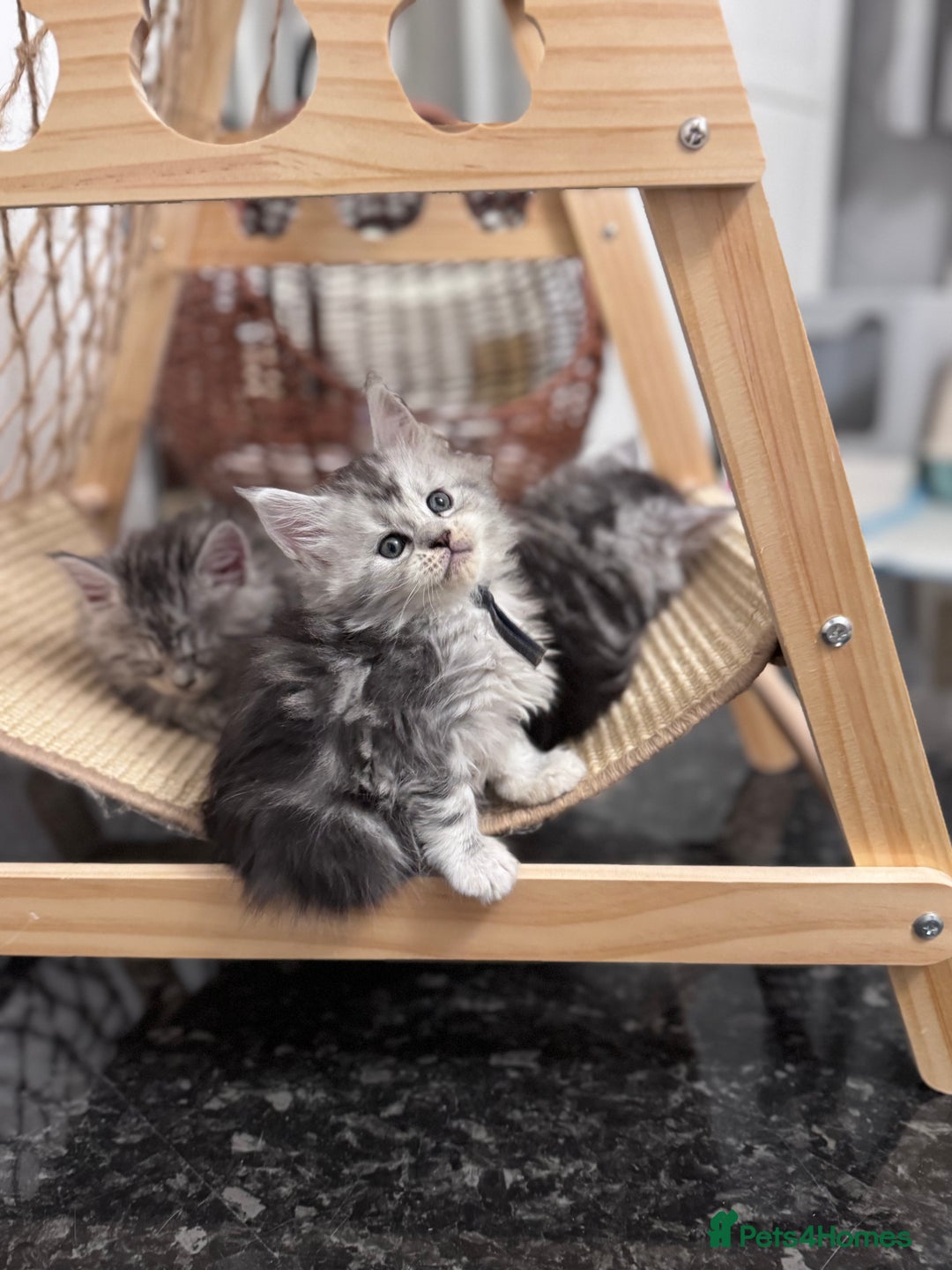 Maine Coon cats for sale: 🌟🌟Beautiful Maine Coon kittens🌟🌟 - Advert 5