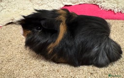 Guinea Pig rodents for sale: Peruvian Tri coloured baby boar  - Advert 2