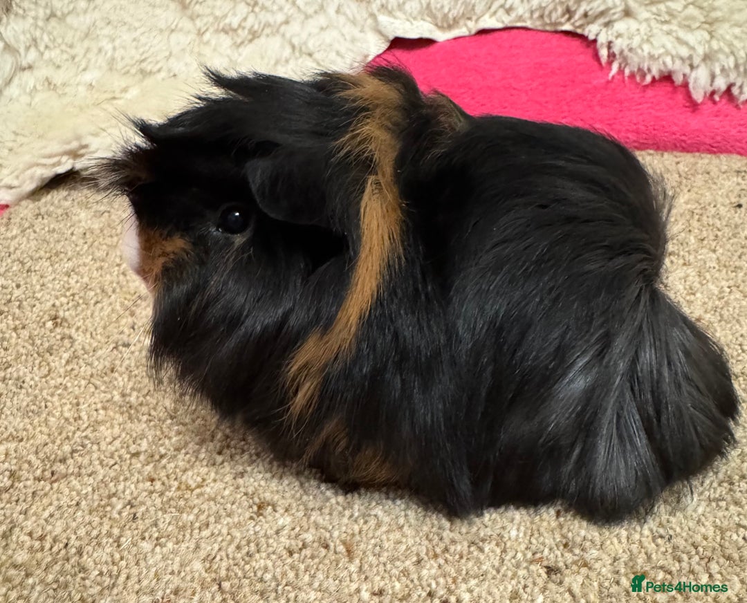 Guinea Pig rodents for sale: Peruvian Tri coloured baby boar  - Advert 2