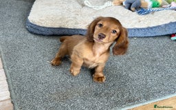 Miniature Dachshund dogs for sale: 1 handsome boy available  in Ely - Image 5