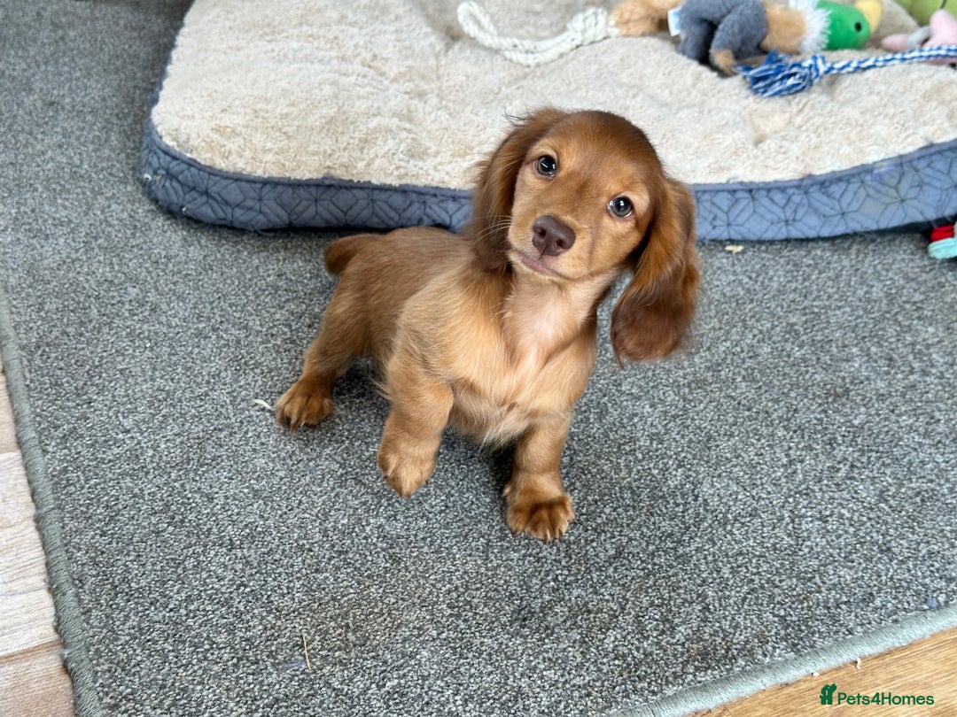 Miniature Dachshund dogs for sale: 1 handsome boy available  in Ely - Image 5