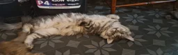 Maine Coon cats for sale: Pedigree full maine coons  - Advert 4