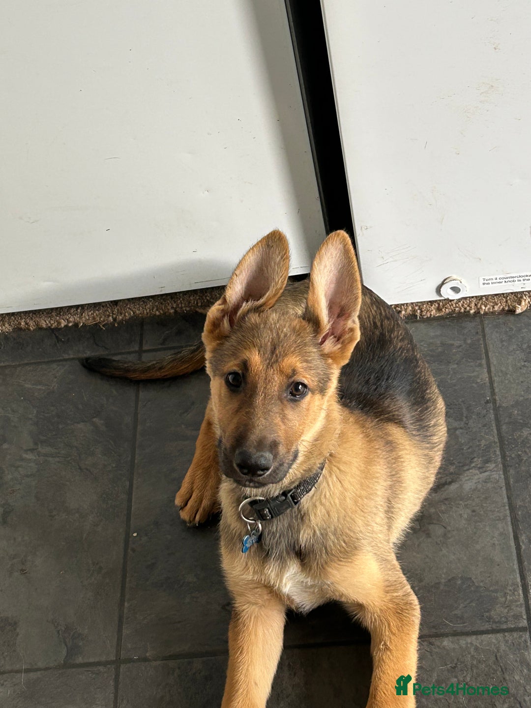 Mixed Breed dogs for sale: 2 males German shepherd x malamute  - Image 3