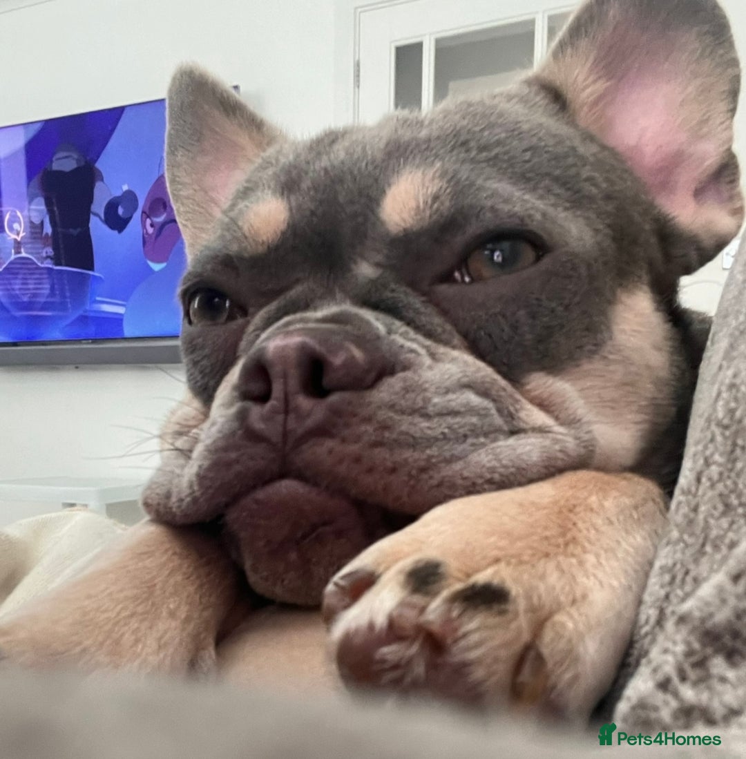 French Bulldog dogs for sale: Beautiful Frenchie Girl - Image 4