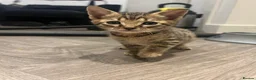 Savannah cats for sale: 3 f3 savannah cats!!  - Advert 5