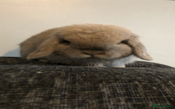 Mini Lop rabbits for sale: Gorgeous Blue Tort Mini Lop RESERVED - Image 4