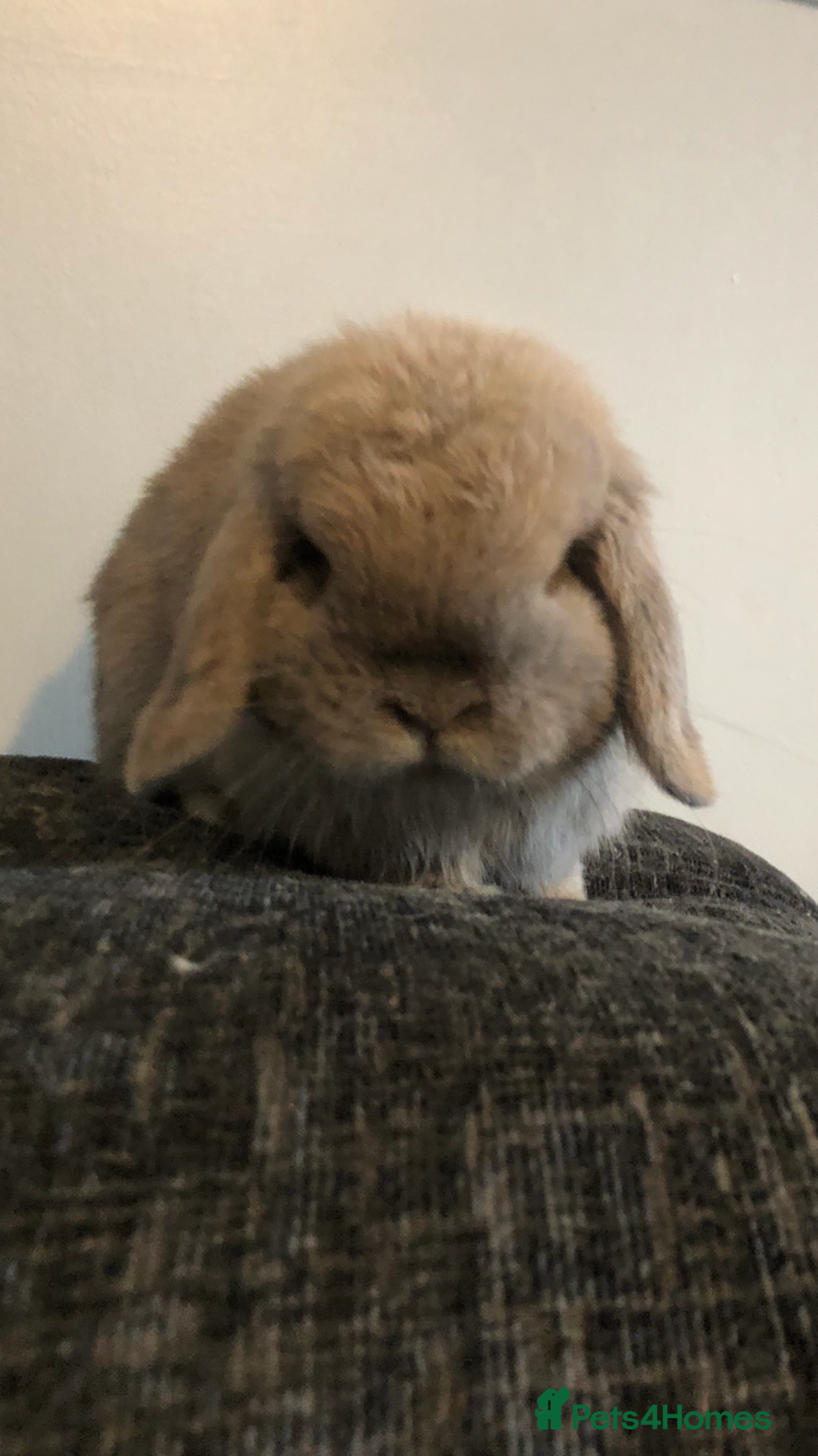 Mini Lop rabbits for sale: Gorgeous Blue Tort Mini Lop RESERVED - Image 4