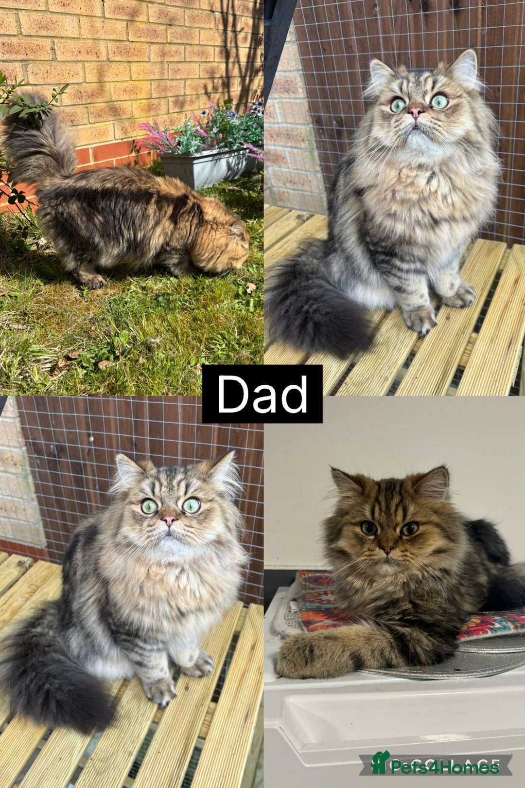 Mixed Breed cats for sale: Beautiful Persian Chinchilla cross kittens  - Image 17