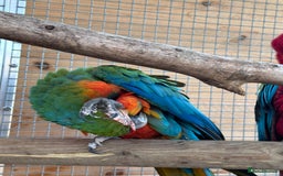 Macaws birds for sale: Bonded pair of macaws  - Image 5