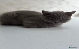 British Shorthair cats for sale: British Shorthaired Boy Kitten 5 months old - Image 4