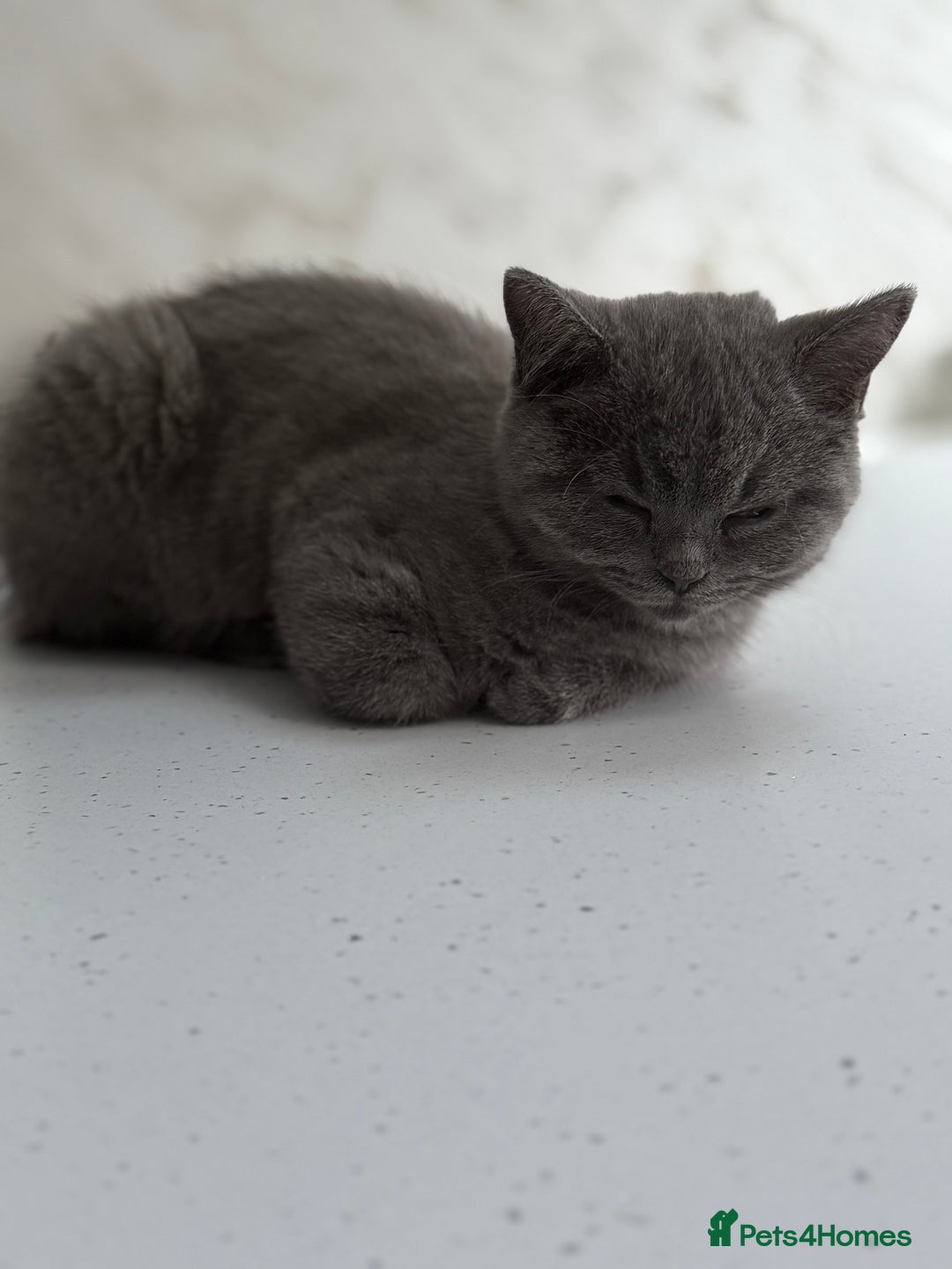 British Shorthair cats for sale: British Shorthaired Boy Kitten 5 months old - Image 4