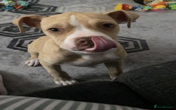 Alapaha Blue Blood Bulldog dogs for sale: Alpha blue dog bulldog  - Image 3