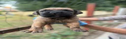 Presa Canario dogs for sale: World class presa canarios  - Advert 19