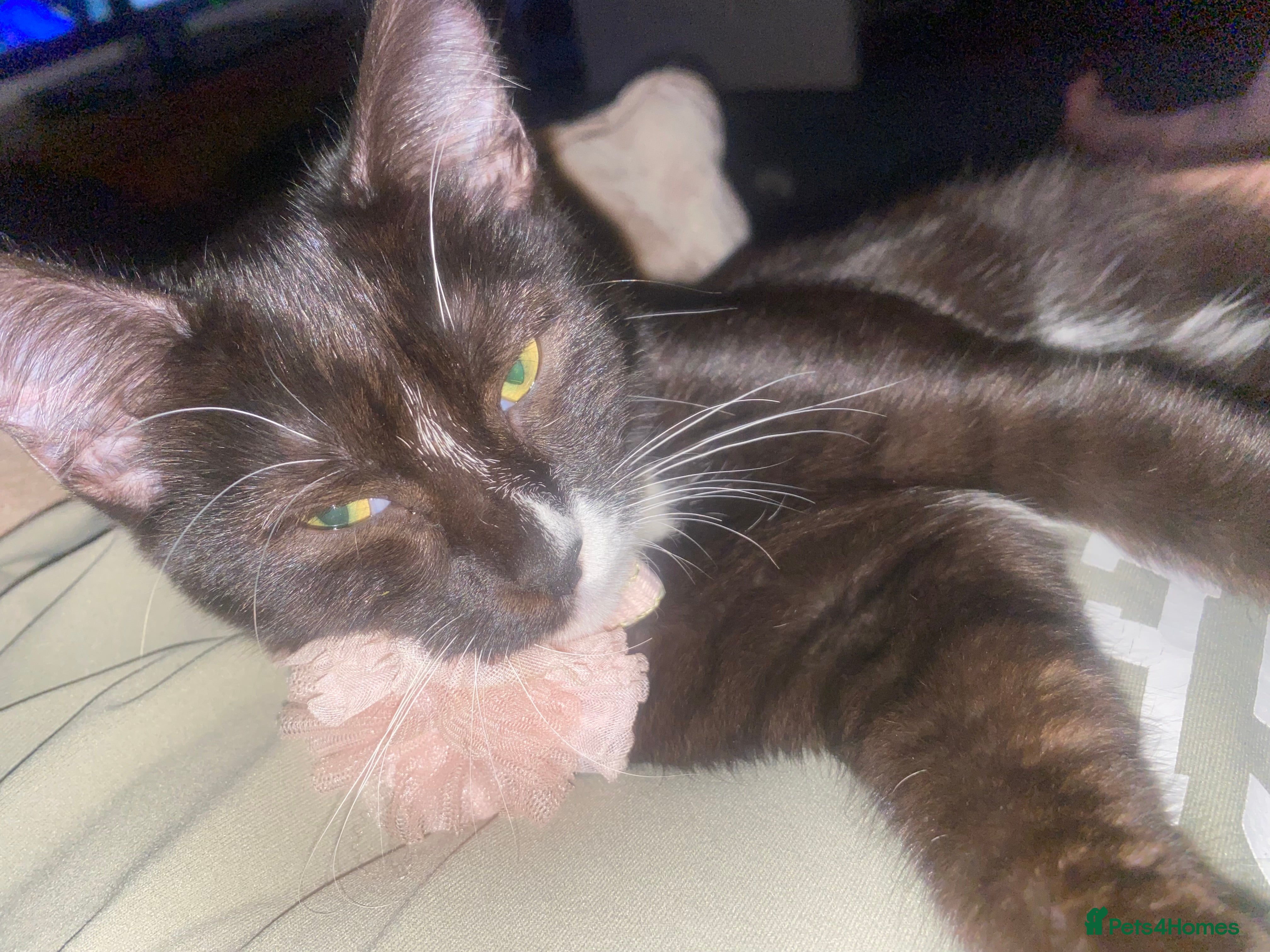 Mixed Breed cats LUNA  - Advert 18