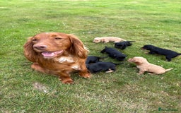 Cocker Spaniel dogs for sale: KC Reg’d Cocker Spaniel Puppies - Image 15