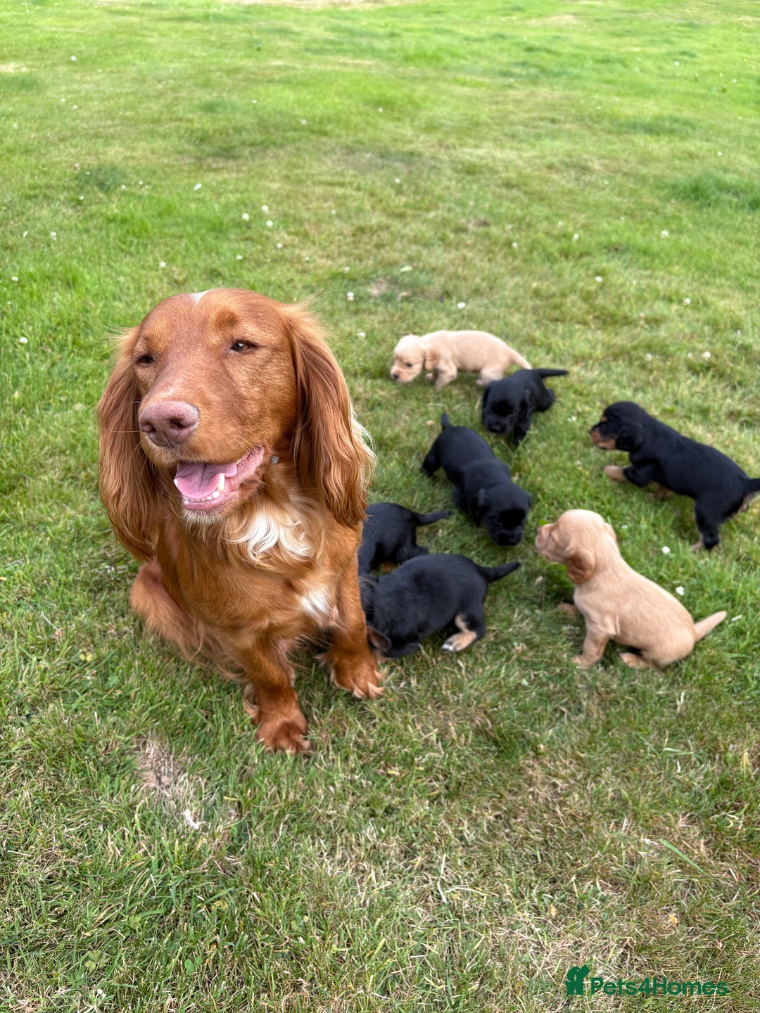 Cocker Spaniel dogs for sale: KC Reg’d Cocker Spaniel Puppies - Image 15