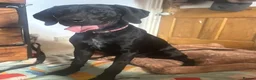 Mixed Breed dogs for sale: Beautiful German Shorthair Pointer x Black Lab in Warwick - Advert 4