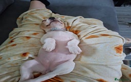 Beagle dogs for sale: Beagle puppy 11 weeks - Image 3