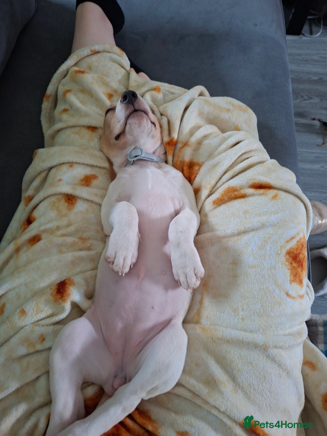 Beagle dogs for sale: Beagle puppy 11 weeks - Image 3
