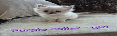 Purple collar - blue point girl