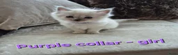Ragdoll cats for sale: Quality Ragdoll Kittens (3 males, 3 females) - Advert 5