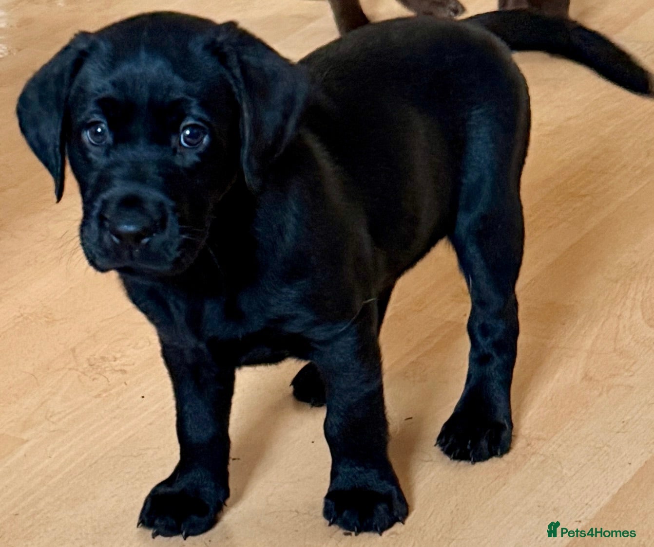 Labrador Retriever dogs Beautiful litter - Advert 2