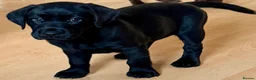 Labrador Retriever dogs for sale: Beautiful litter - Advert 1