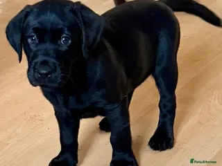 Labrador Retriever dogs Beautiful litter - Advert 2