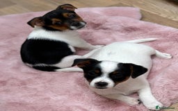 Jack Russell dogs for sale: Traditional Miniature Jack Russell Puppies! - Advert 8