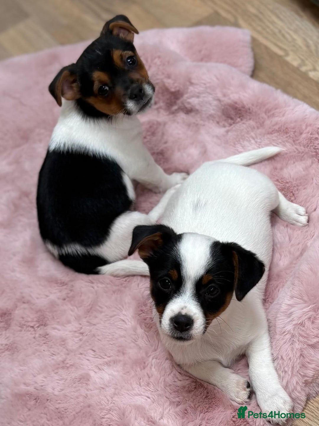 Jack Russell dogs for sale: Traditional Miniature Jack Russell Puppies! - Advert 8