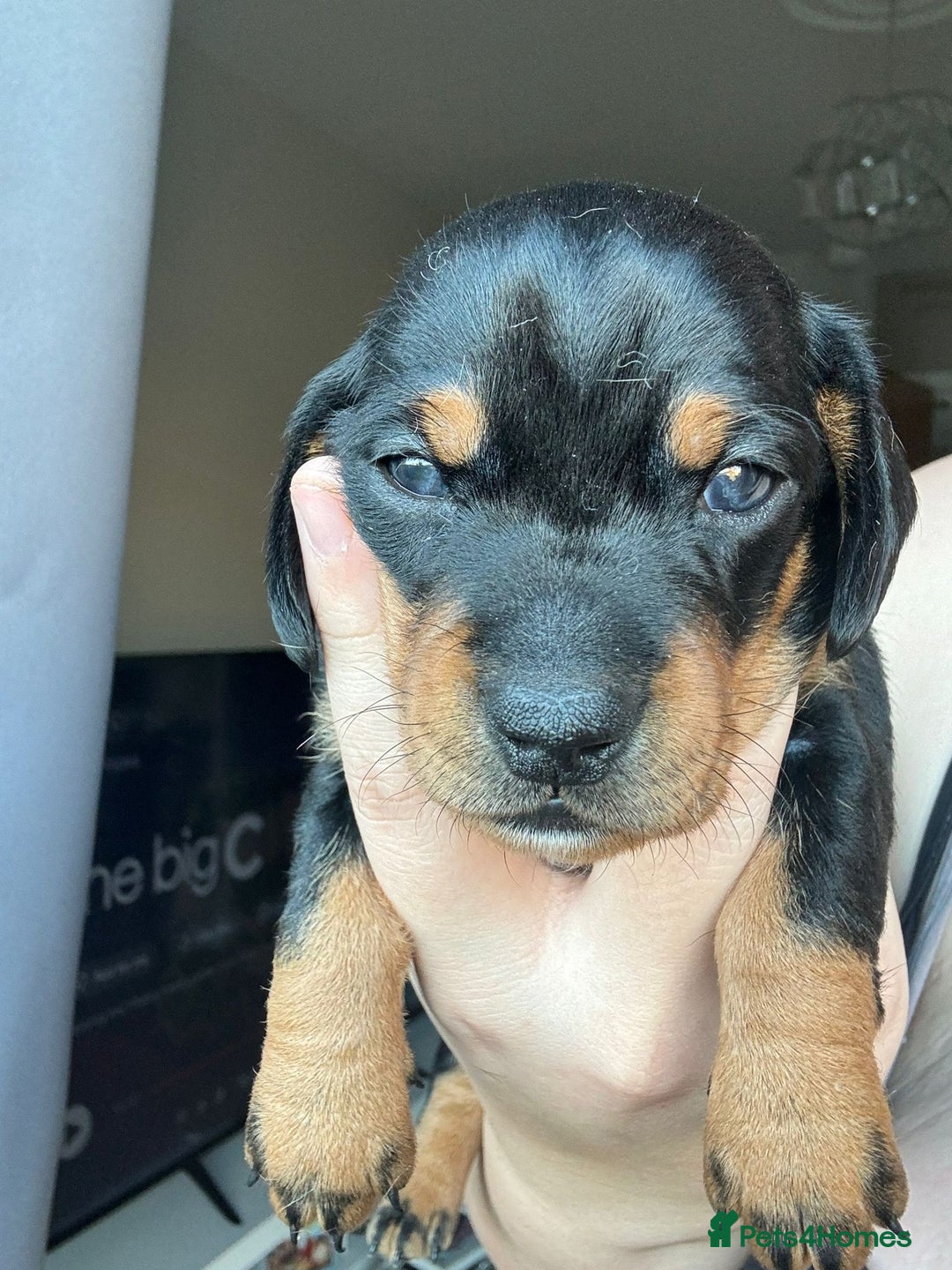 Miniature Dachshund dogs for sale: Miniature Dachshunds  - Advert 13