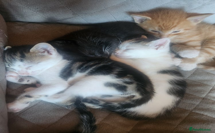 Mixed Breed cats - Advert 3