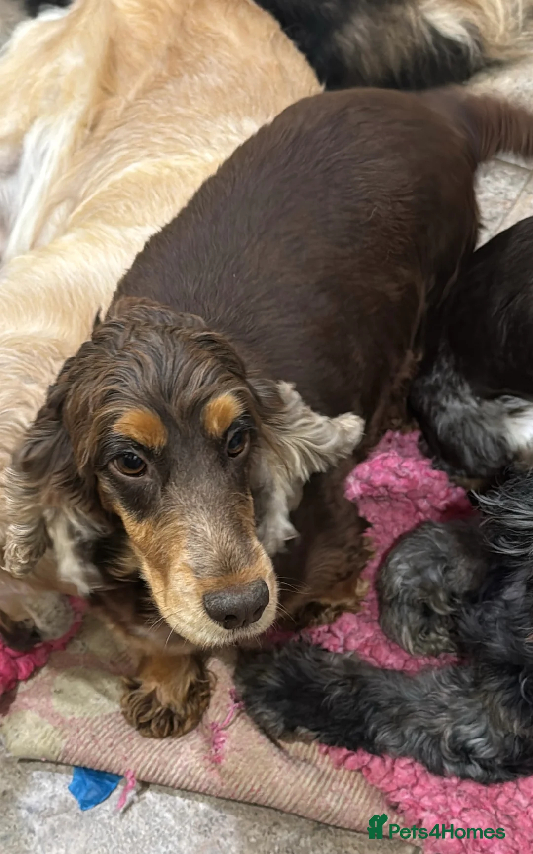 Cockapoo dogs for sale: F1 cockapoo puppies - Advert 1