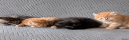 British Shorthair cats for sale: 4 Beautiful loving adorable kittens  - Advert 2