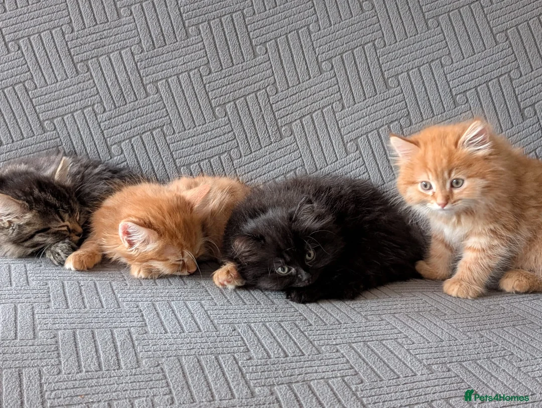 British Shorthair cats for sale: 4 Beautiful loving adorable kittens  - Advert 2