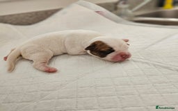 Mixed Breed dogs for sale: ADORABLE CHUNKY PUPPIES - Image 7