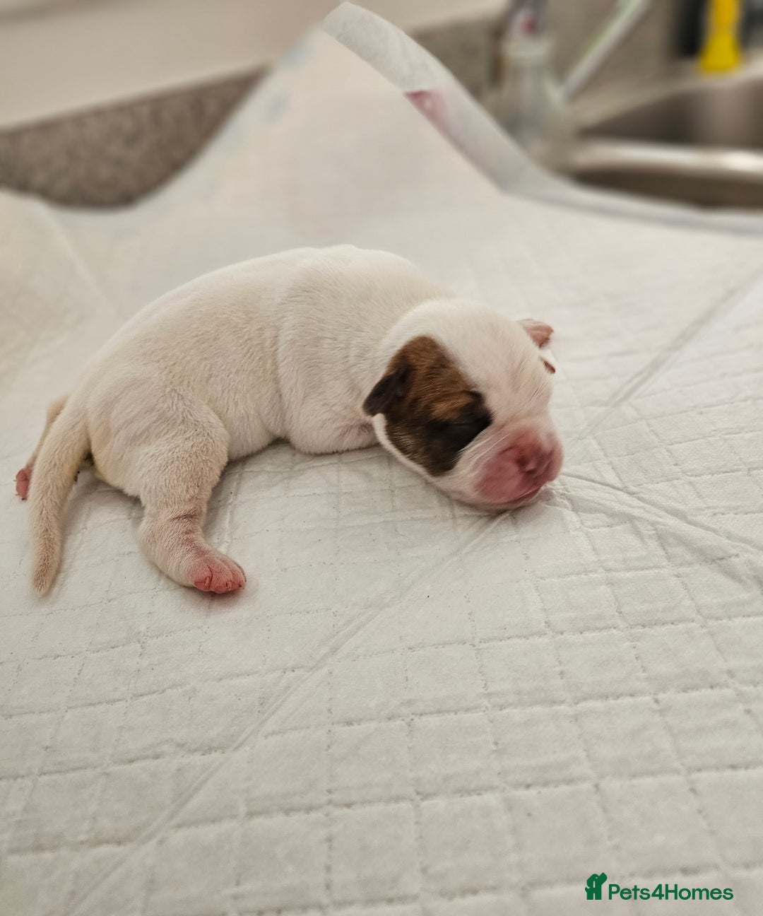 Mixed Breed dogs for sale: ADORABLE CHUNKY PUPPIES - Image 7