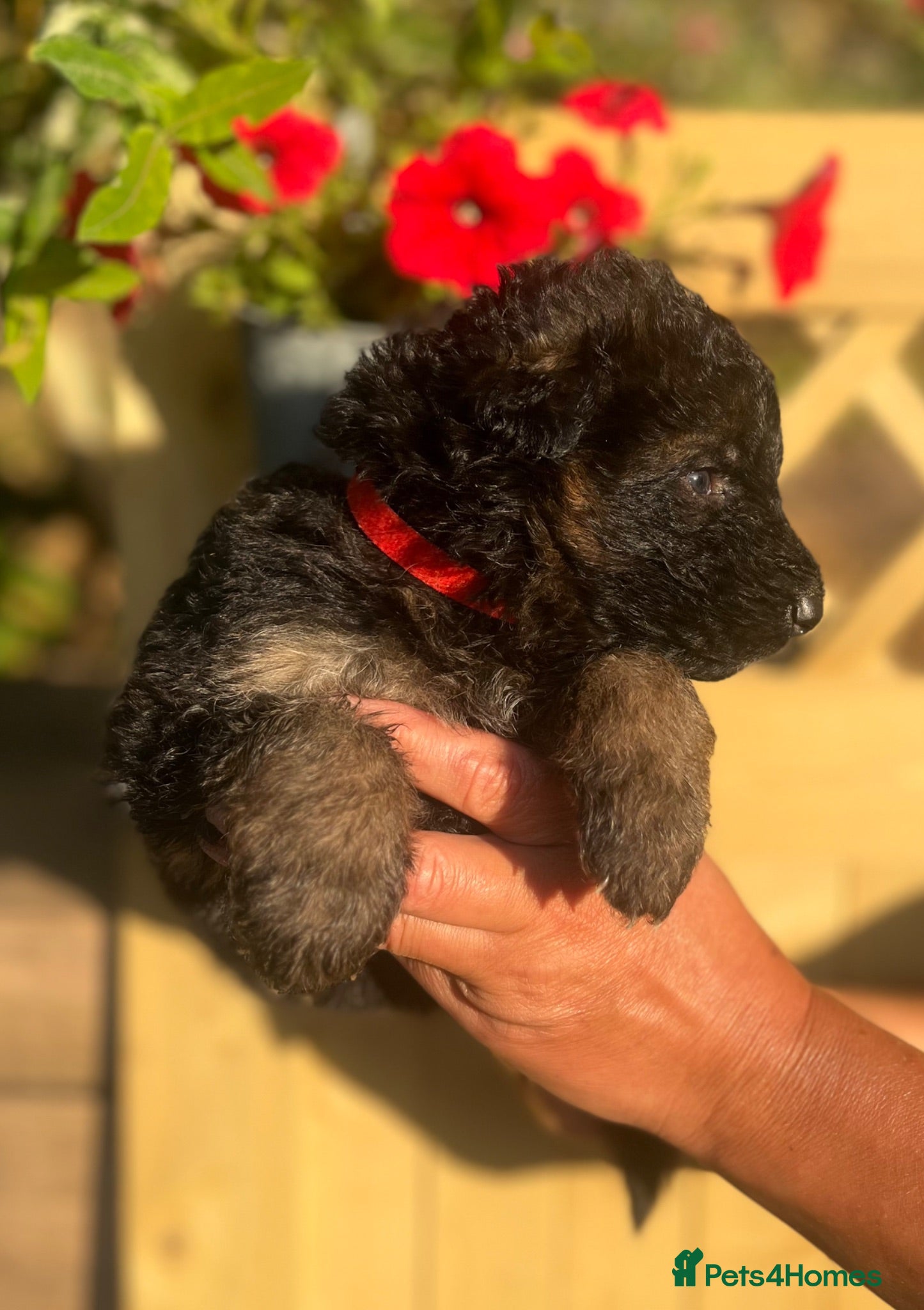 German Shepherd dogs Stunning GSD puppies for sale  - Advert 15