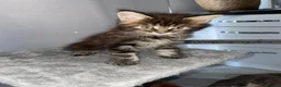 Maine Coon cats for sale: Rare Red Silver Maine Coon Kittens Available  - Advert 17