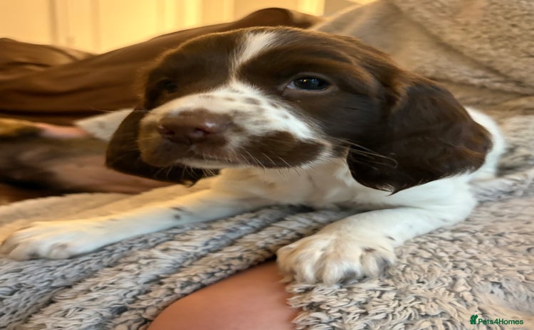 English Springer Spaniel dogs - Advert 6