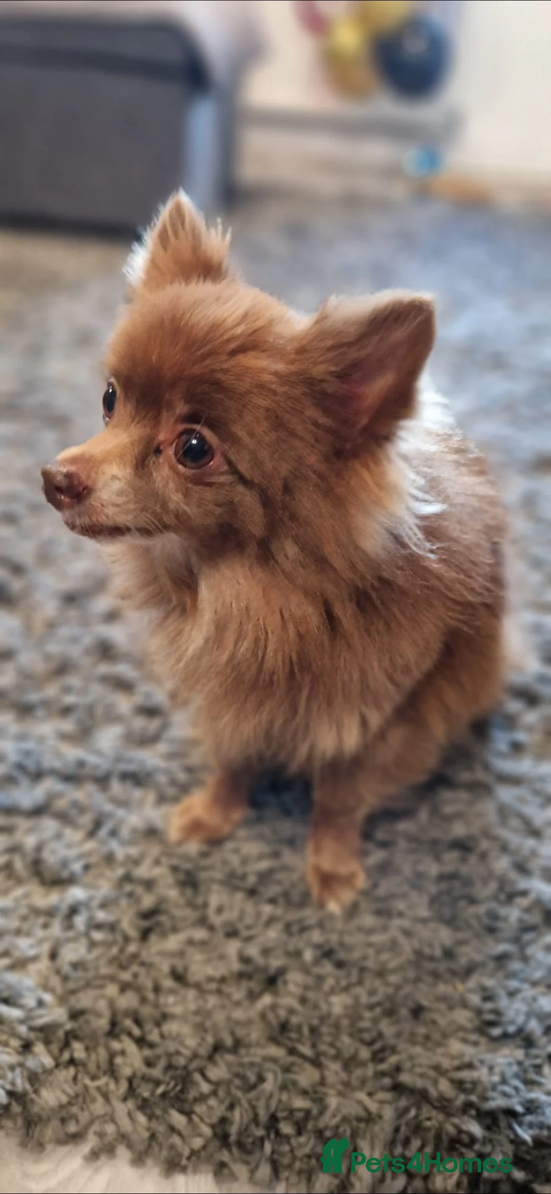 Pomeranian dogs for sale: Sweet Kiki  - Advert 5