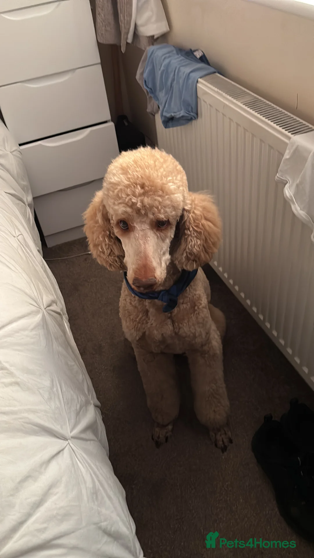 Standard Poodle dogs for stud: Standard Poodle for Stud in Manchester - Advert 2