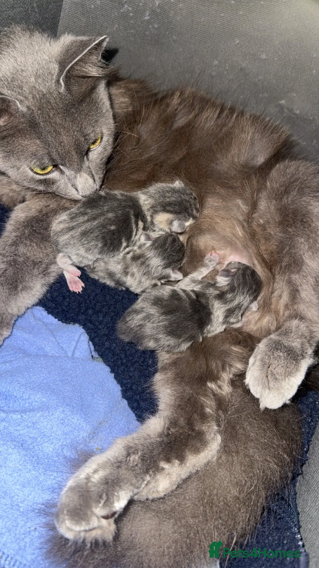 Mixed Breed cats for sale: Stunning Grey and Cream Kittens  - Advert 1