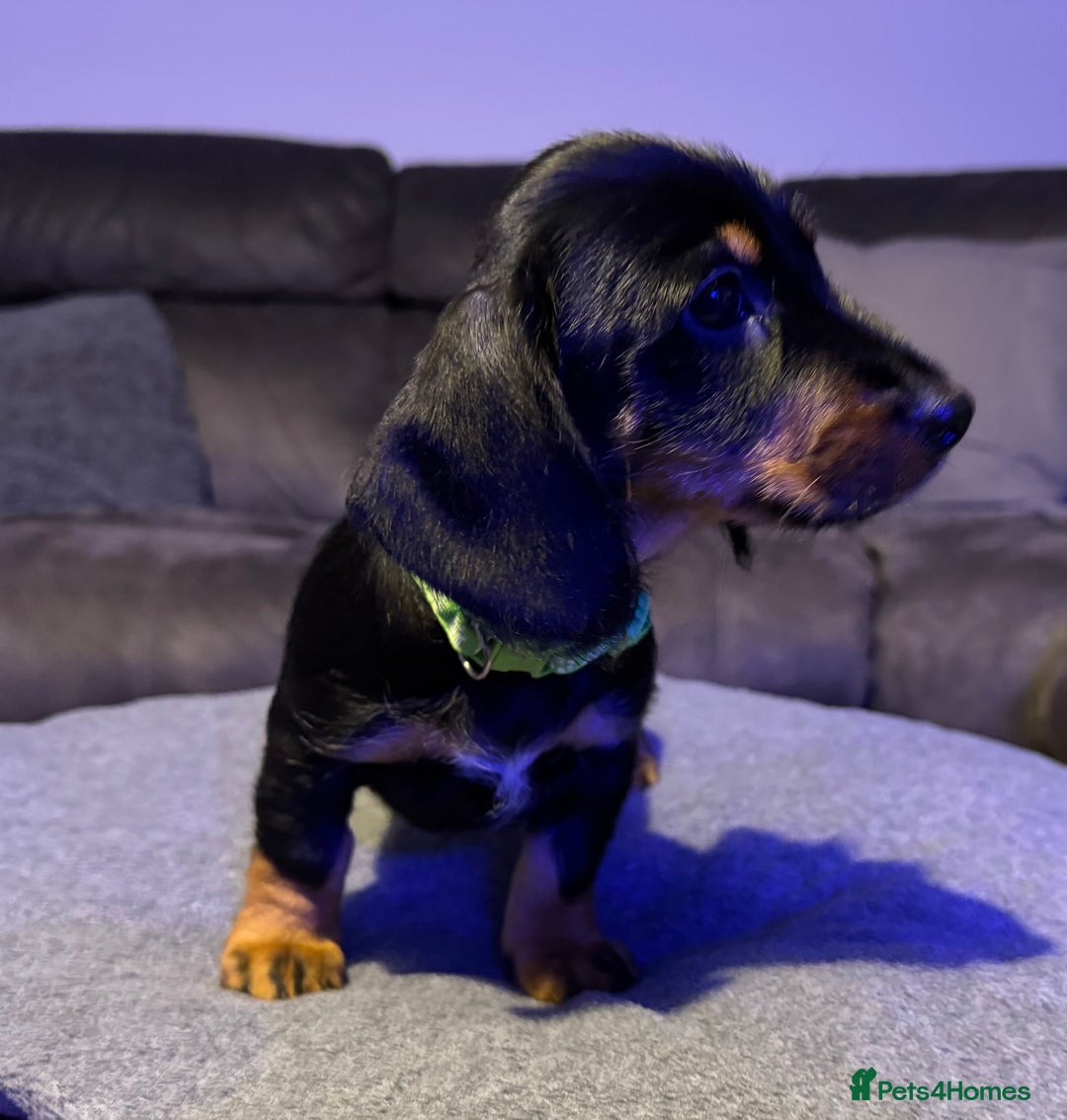 Dachshund dogs for sale: Gorgeous Standard wire haired & smooth Dachshunds - Advert 24