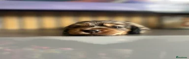 Miniature Dachshund 3