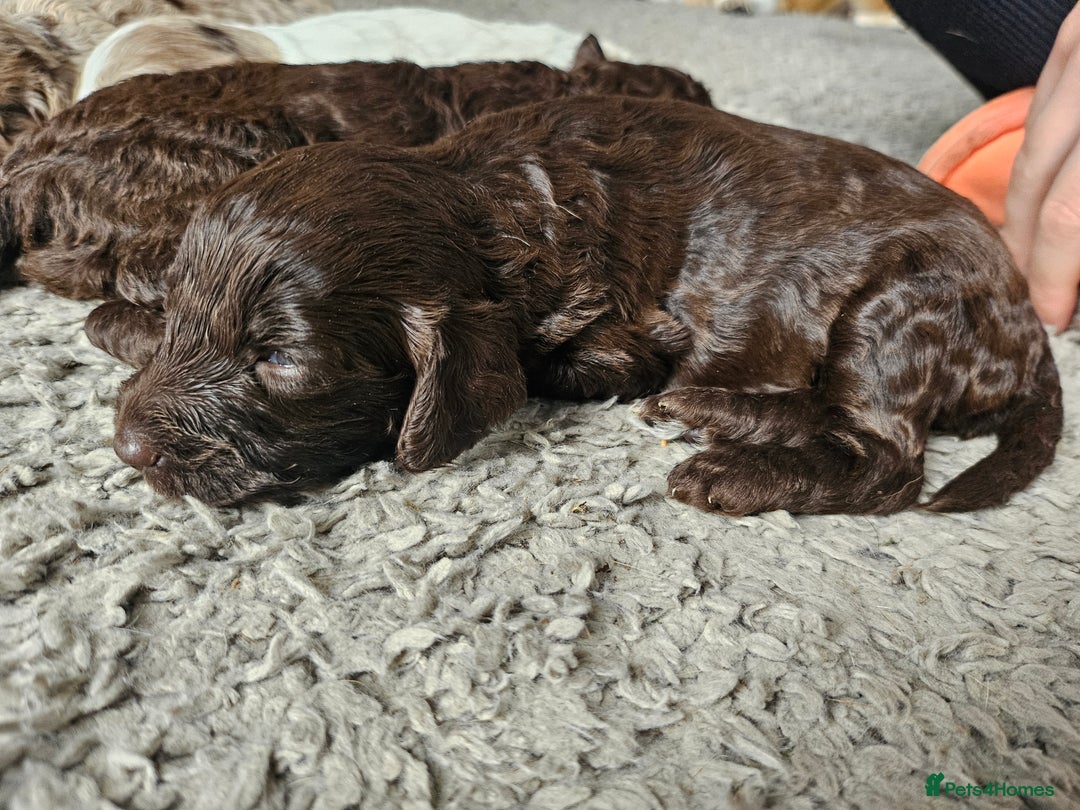 Cockapoo dogs for sale: Cockapoo puppies - Image 21
