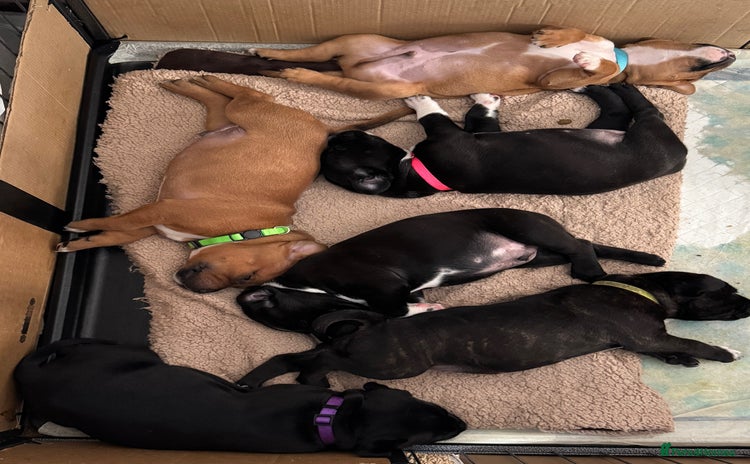 Staffordshire Bull Terrier dogs - Advert 14