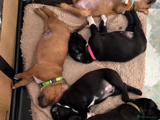 Staffordshire Bull Terrier dogs - Advert 7